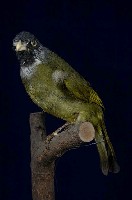 藏品(白環鸚嘴鵯)的圖片